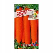 Nasiona i cebule - Marchew Pierwszy Zbiór wczesna 5g / O / - miniaturka - grafika 1