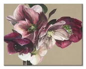 Obrazy i zdjęcia - Pyramid Posters Hellebore IV - Obraz na płótnie 40x50 WDC94676 - miniaturka - grafika 1