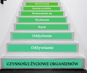 Pomoce naukowe - Naklejki na schody: Czynności życiowe organizmów - miniaturka - grafika 1