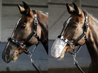 Akcesoria jeździeckie - Harry''s Horse Siatka na nos do jazdy - miniaturka - grafika 1