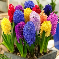 Nasiona i cebule - Hiacynt Mix 5szt cebulki hiacynty Cebule hiacyntów - miniaturka - grafika 1