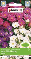 Nasiona i cebule - Aster chryzantemowy karłowy Mini mieszanka 1 g PLANTICO - miniaturka - grafika 1