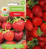 Nasiona i cebule - Truskawka TRESCA
Fragaria x ananassa - miniaturka - grafika 1