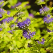 Kwiaty doniczkowe i cięte - Barbula klandońska 'Worcester Gold' (Caryopteris clandonensis) Doniczka 2L - miniaturka - grafika 1