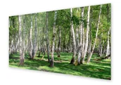 Dekoracje domu - Panel kuchenny HOMEPRINT Brzozowy las latem 100x50 cm - miniaturka - grafika 1