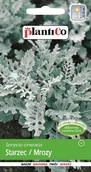 Nasiona i cebule - Plantico Starzec mrozy - miniaturka - grafika 1