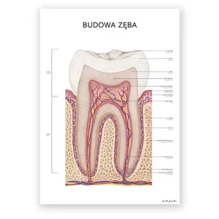 Plakat anatomiczny – Budowa Zęba - Marta Pawelec - Mapy i plansze edukacyjne - miniaturka - grafika 1