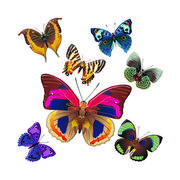 Naklejki na ścianę - Dekoracja samoprzylepna Butterflies, 30 x 30 cm - miniaturka - grafika 1
