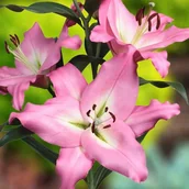 Nasiona i cebule - Lilia drzewiasta Albaretto 1 szt. cebule cebulki lilii lilie - miniaturka - grafika 1