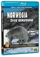 Filmy dokumentalne Blu-ray - Szokująca Ziemia: Norwegia. Życie Reniferów Blu-ra - miniaturka - grafika 1