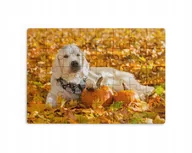 Puzzle - Puzzle 30/70/96/110 Elementów Sublimacja Eko Pudełko Pieski Różne Wzory - miniaturka - grafika 1