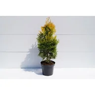 Sadzonki drzew krzewów - Thuja żółta wys. 40-60 cm don. 2 l - miniaturka - grafika 1