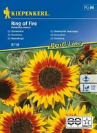 Nasiona i cebule - Kiepenkerl Słonecznik zwyczajny Ring of Fire Helianthus annuus 102373 - miniaturka - grafika 1