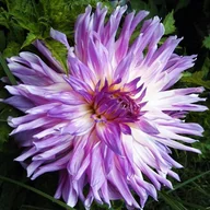 Nasiona i cebule - Dalia kaktusowa Mingus Randy 1 szt. - miniaturka - grafika 1