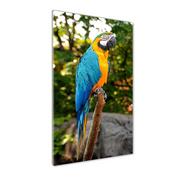 Foto gadżety - Foto obraz szkło hartowane pionowy Papuga Ara - miniaturka - grafika 1