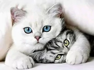 Zabawki kreatywne - Mozaika Diamentowa Malowanie Diamond Painting 5D - miniaturka - grafika 1