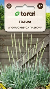 Trawa Wydmuchrzyca piaskowa nasiona 10 szt. / T / - Nasiona i cebule - miniaturka - grafika 1