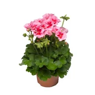 Kwiaty doniczkowe - Pelargonia Calioppe Rose Splash - miniaturka - grafika 1