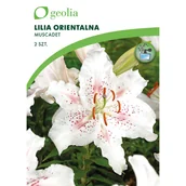 Nasiona i cebule - Lilia orientalna Muscadet 2szt. cebulki kwiatów Geolia - miniaturka - grafika 1