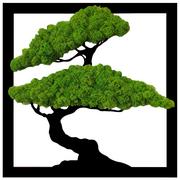 Obrazy i zdjęcia na płótnie - Obraz Drzewo Bonsai Mech Chrobotek Kwadrat 60Cm - miniaturka - grafika 1