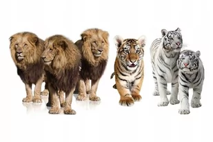 Naklejki ze zwierzętami zwierzaki Dzikie koty 119, 50x22 cm - Naklejki na ścianę - miniaturka - grafika 1