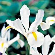 Nasiona i cebule - Irys Holenderski White Exelsior 10szt Irysy cebule - miniaturka - grafika 1