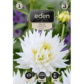Nasiona i cebule - Dalia kaktusowa My Love 1 sztuka Eden - miniaturka - grafika 1