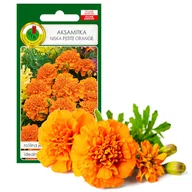 Nasiona i cebule - AKSAMITKA PEŁNA NISKA PETITE POMARAŃCZOWA KWIAT NASIONA - miniaturka - grafika 1