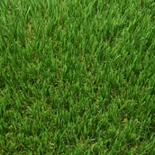 Trawy i trawniki - Sztuczna Trawa Savona 4M - miniaturka - grafika 1