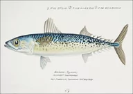 Plakaty - Antique fish scomber australasicus blue mackerel, F. E. Clarke - plakat 50x40 cm - miniaturka - grafika 1