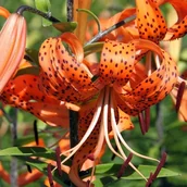 Nasiona i cebule - Lilia tygrysia Tigrinum 1 szt. cebule cebulki lilii lilie - miniaturka - grafika 1