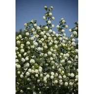 Sadzonki drzew krzewów - kalina koralowa 'Roseum' - miniaturka - grafika 1