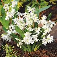 Nasiona i cebule - Scilla Cebulica Sibirica White 5 szt cebulki - miniaturka - grafika 1