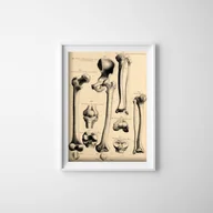 Plakaty - Retro plakat Anatomia człowieka John Fotherby - miniaturka - grafika 1