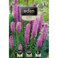Nasiona i cebule - Liatra kłosowa Liatris Spicata 10 sztuk Eden - miniaturka - grafika 1
