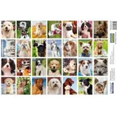 Przybory szkolne - Literat Naklejki Psy - miniaturka - grafika 1