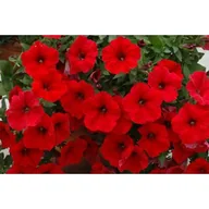 Kwiaty doniczkowe - Petunia Surfinia® czerwona - miniaturka - grafika 1