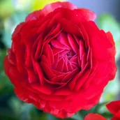 Nasiona i cebule - Ranunculus jaskier czerwony cebulki 5 szt. - miniaturka - grafika 1