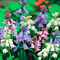Nasiona i cebule - Scilla Cebulica Mix 5 szt cebulki kwiatów - miniaturka - grafika 1