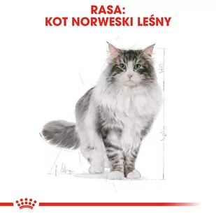 ROYAL CANIN Norvegian Forest Cat Adult 2kg + niespodzianka dla kota GRATIS! - Sucha karma dla kotów - miniaturka - grafika 2