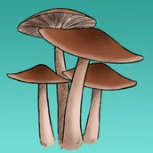 Nasiona i cebule - Mykożerca Growkit Golden Hawk - miniaturka - grafika 1