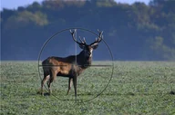 Czasopisma - Bezkrwawe Polowanie w okolicach Kołobrzegu - miniaturka - grafika 1