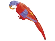 Dekoracje sali - Dekoracja Papuga z piórami - 40 cm - 1 szt. - miniaturka - grafika 1