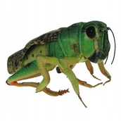 Maskotki i pluszaki - Pluszowe Barwne Zoo: Maskotka Konik polny 40cm (900097) - miniaturka - grafika 1