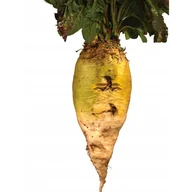 Nasiona i cebule - BURAK PASTEWNY ZENTAUR POLY C/1 BIAŁY 0,5kg NASION - miniaturka - grafika 1