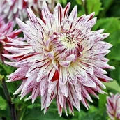 Nasiona i cebule - Dalia dekoracyjna Avignon 1 szt. - miniaturka - grafika 1