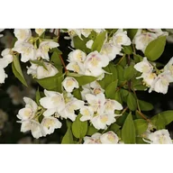 Kwiaty doniczkowe - Jaśminowiec 'Belle Etoile' - miniaturka - grafika 1