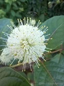 Kwiaty doniczkowe i cięte - Guzikowiec zachodni sadzonka unikat rzadkość - miniaturka - grafika 1