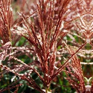 Trawy i trawniki - Miscanthus Miskant Ferner Osten Trawa 1 szt. doniczka P9 - miniaturka - grafika 1
