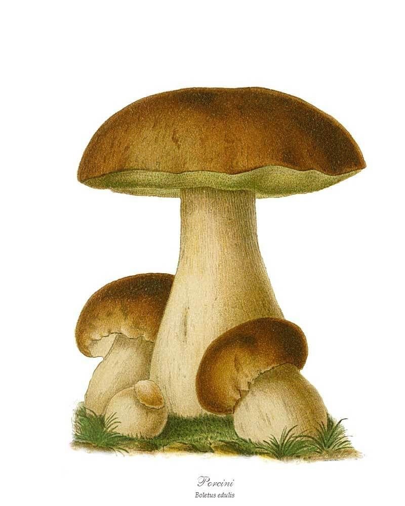 PODKŁADKA POD MYSZ Z Nadrukiem 22x18 cm Owoce Warzywa Vintage Tekst Prezent